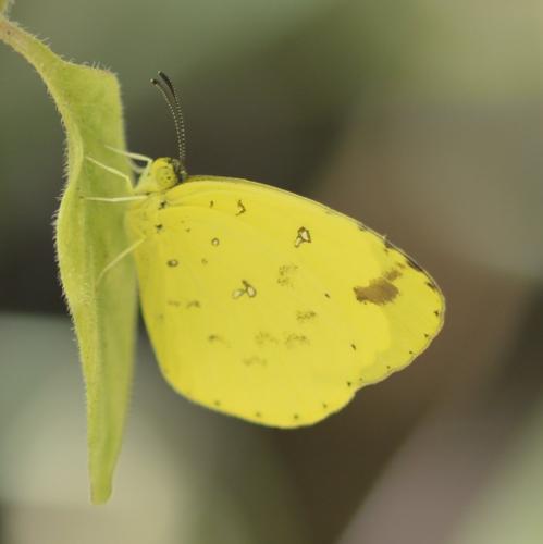 Eurema floricola